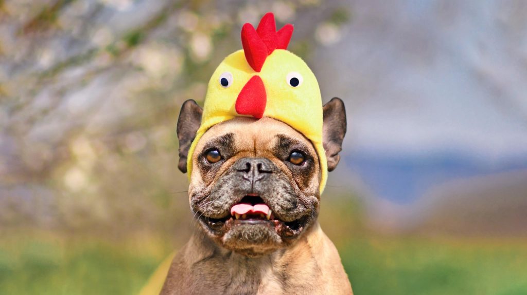 Best dressed dog with costume