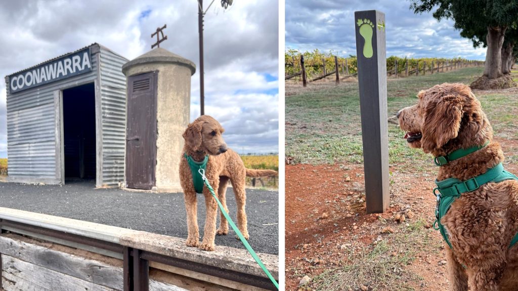 Dogs at the Coonawarra Siding and Coonawarra walking trail