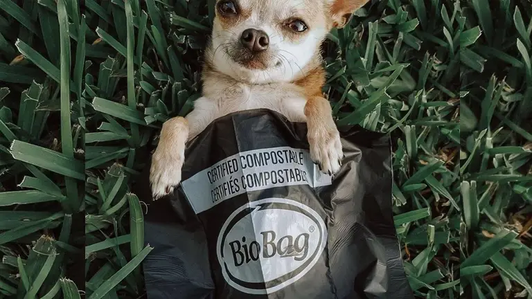 bi bags