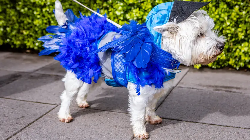 dog with fairy costume in coonawarra