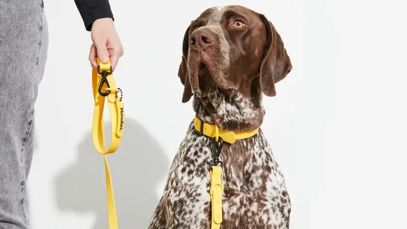 German Shorthaired Pointer looks at owner with Yonder dog lead