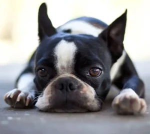 sad dog